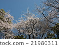 Cherry Blossoms	 21980311