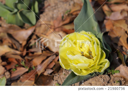 Calgary frame · tulip flower Calgary frame · tulip flower 21980736