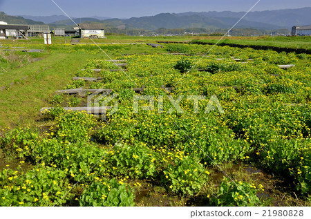 Ryukika in Asagiri town 21980828