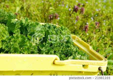 新鮮,縐五月。 新鮮,縐五月。 21981103