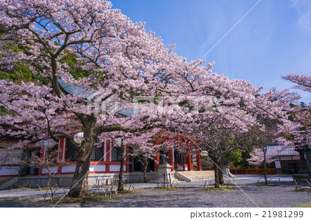 Kuramida-ji寺櫻花樹 21981299