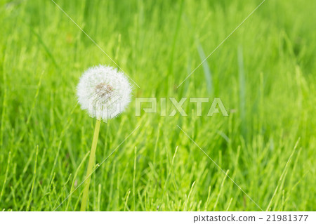 Dandelion Dandelion 21981377