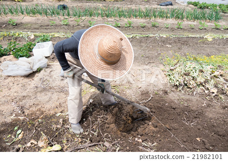 培養農業橋樑的人們·家庭園藝圖像 培養農業橋樑的人們·家庭園藝圖像 21982101