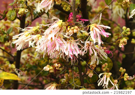 Tokiwamansaku Tokiwamansaku 21982197