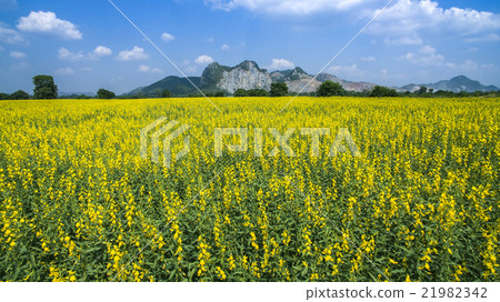 aerial view of yellow sunhemp flowers field aerial view of yellow sunhemp flowers field 21982342