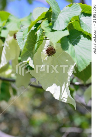 White flower of handkerchief tree 21983556