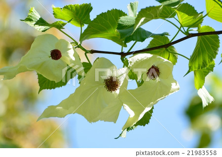 手帕樹白花 手帕樹白花 21983558