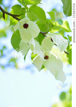 手帕樹白花 手帕樹白花 21983559