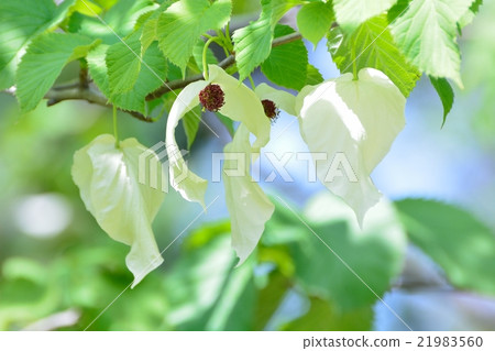 White flower of handkerchief tree 21983560