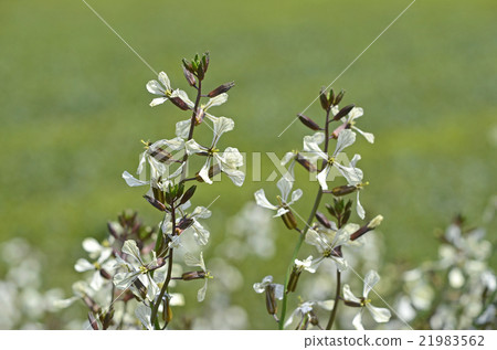 Arugula flowers Arugula flowers 21983562
