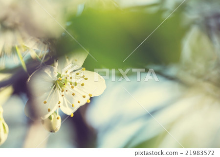 Blossom cherry Blossom cherry 21983572