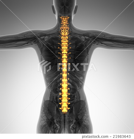 Human backache and back pain  21983643