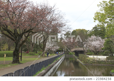 小金井公園在春天 小金井公園在春天 21984238