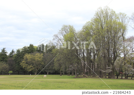 小金井公園在春天 小金井公園在春天 21984243