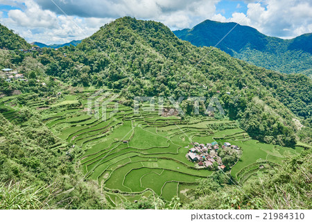 rice paddy terrace fields  Philippines 21984310