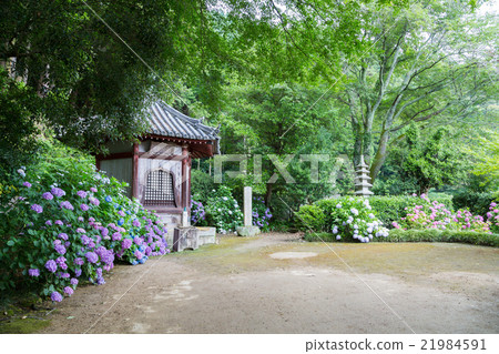 Yada Temple and Hydrangea 21984591