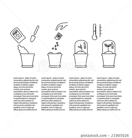 Timeline infographic of planting tree process 21985026