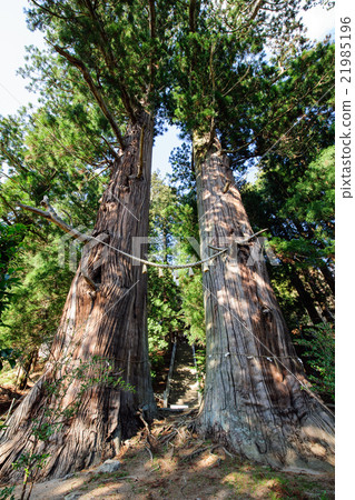 Suwa Shrine's Yushu cedar and natural ceremonial treasure 21985196