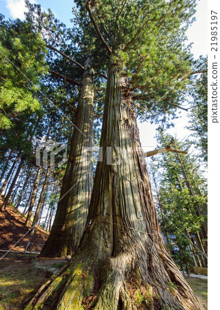 Suwa Shrine's Yushu cedar and natural ceremonial treasure 21985197