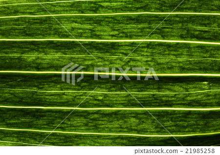 fresh leaf fresh leaf 21985258
