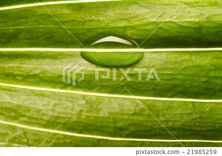 water drop on fresh leaf 21985259