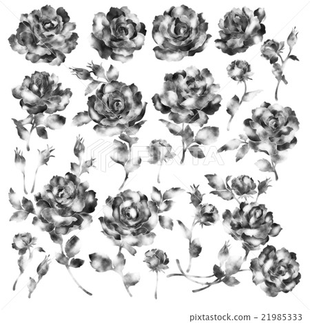 玫瑰圖材料 21985333