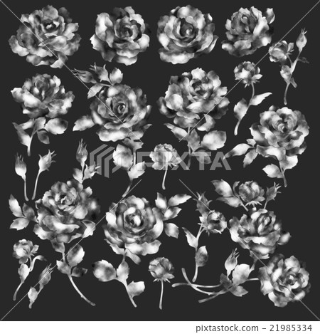 玫瑰圖材料 玫瑰圖材料 21985334