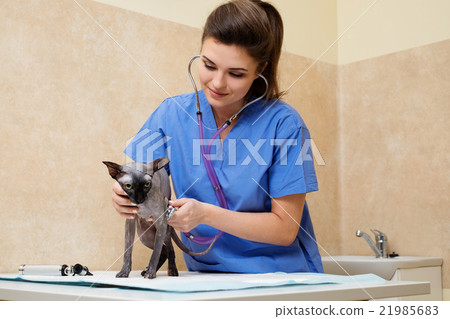 Veterinarian examining cat in veterinary clinic 21985683