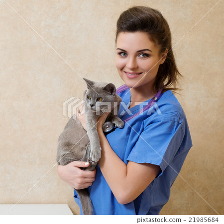 Veterinarian examining cat in veterinary clinic 21985684