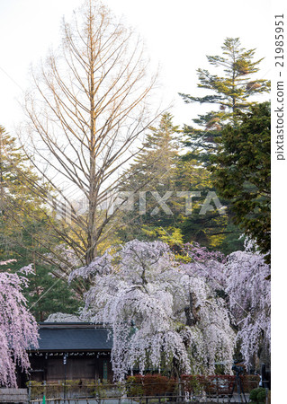 Metasequoia and weeping cherry tree Kakunodate 21985951