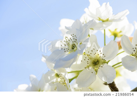 梨花 梨花 21986054