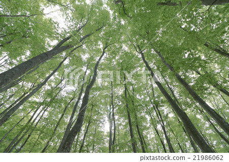 Forest 21986062