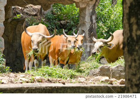 banteng in thailand 21986471
