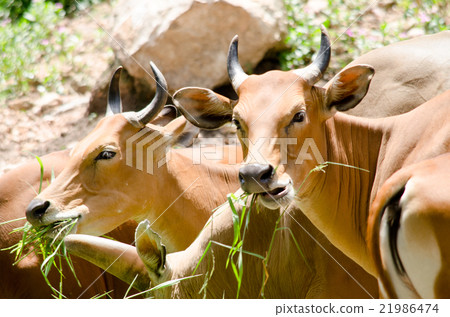 banteng in thailand 21986474