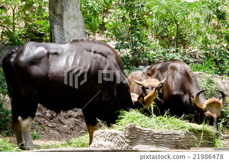 guar in thailand 21986478