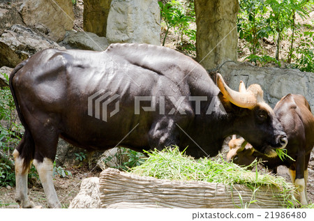 guar in thailand 21986480