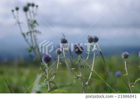 HIGH TIES HIGH TIES 21986841