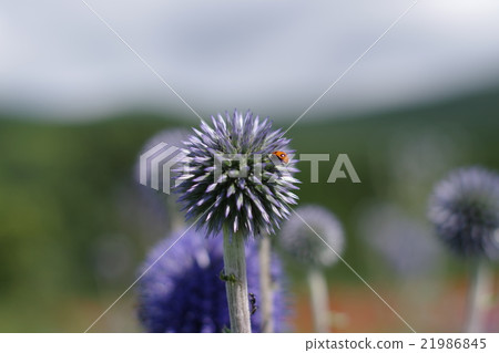 HIGH TIES HIGH TIES 21986845