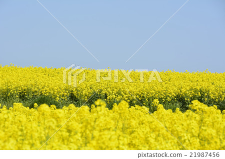Rapeseed field Rapeseed field 21987456