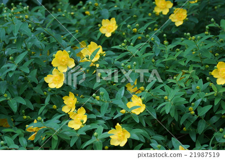 Golden thread plum bursa flower language "stop sorrow" 21987519