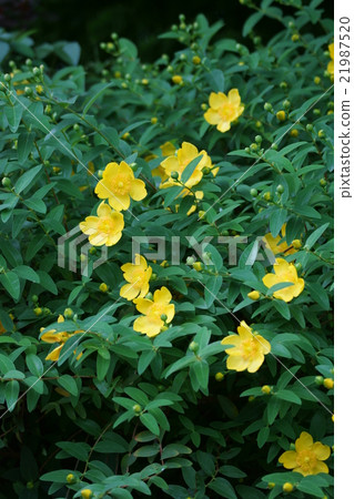 Golden thread plum bursa flower language "stop sorrow" Golden thread plum bursa flower language "stop sorrow" 21987520