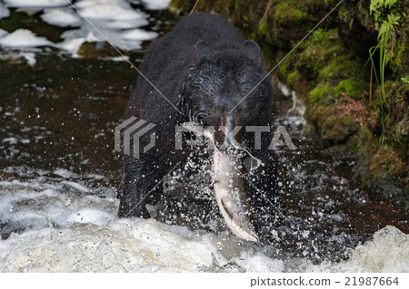 black bear eating a salmon in Alaska 21987664