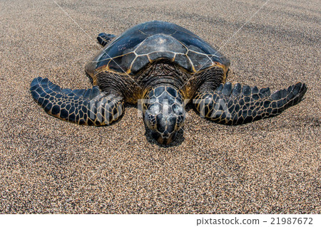 Green Turtle on sandy beach in Hawaii 21987672