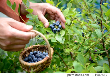 blueberry blueberry 21987817
