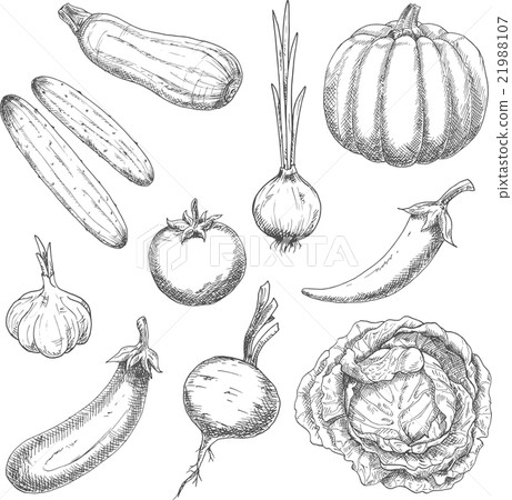 Farm vegetables sketches for agriculture design 21988107