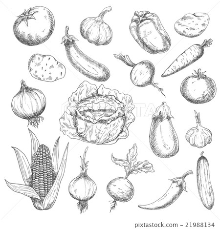 Healthy food sketch design with fresh vegetables 21988134