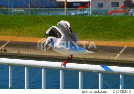 藍天和母貓 藍天和母貓 21988206