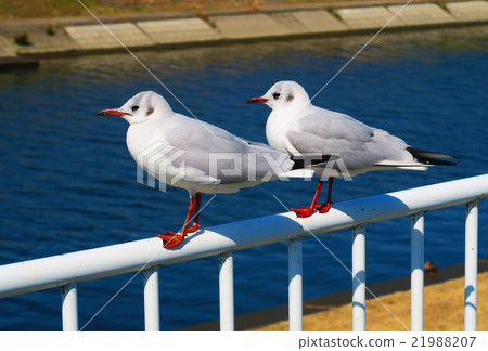 Blue sky and female cat 21988207