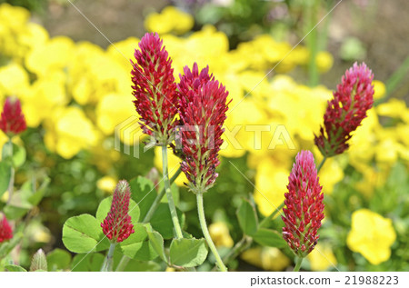 草莓蠟燭 21988223