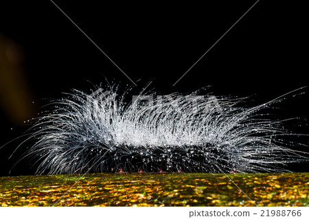 hairy caterpillars 21988766